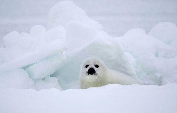 Seal Pup Protection Day: Spare My Life, Do Not Club! - Sputnik International