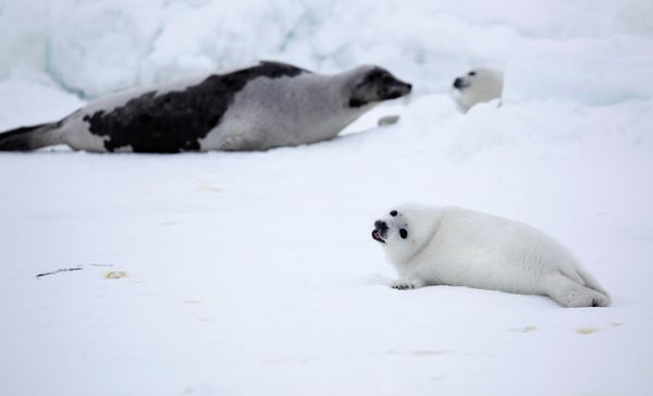 Seal Pup Protection Day: Spare My Life, Do Not Club! - Sputnik International