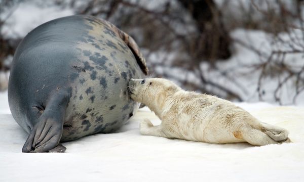 Seal Pup Protection Day: Spare My Life, Do Not Club! - Sputnik International