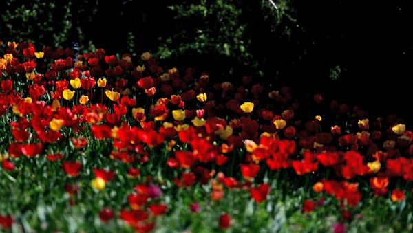 Nikitsky Botanical Garden in Yalta - Sputnik International