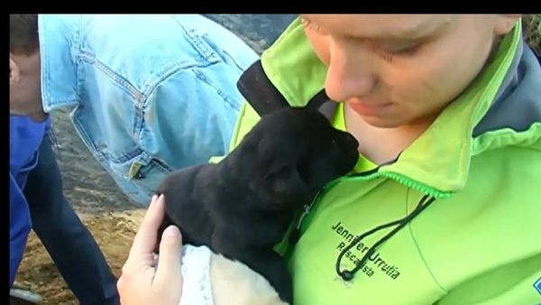 Nine puppies rescued from raging forest fire in Valparaiso - Sputnik International