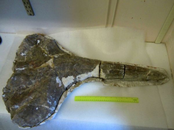 The fossilized skull of the 17-million-year old beaked whale found in modern-day Kenya. The fossilized skull of the 17-million-year old beaked whale found in modern-day Kenya. - Sputnik International