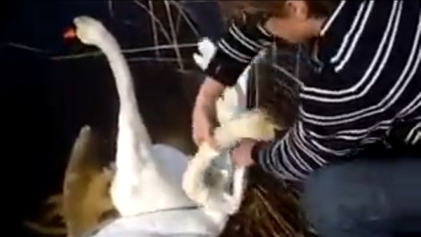 Two swans - Sputnik International