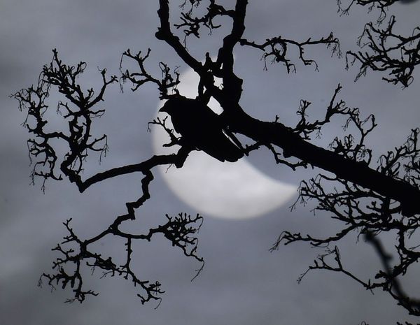 Darkness Falls Across the World: Total Solar Eclipse of March 20 - Sputnik International