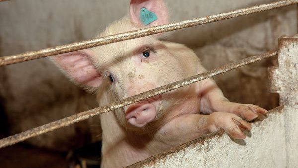 Pig - Sputnik International