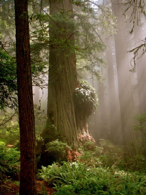 Wonders of Nature: Forests of the World - Sputnik International