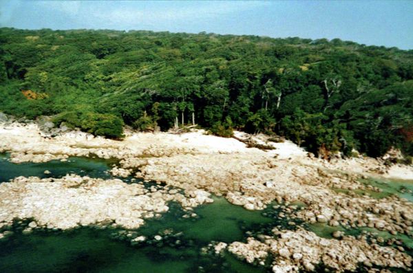 Wonders of Nature: Forests of the World - Sputnik International