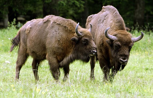 Wonders of Nature: Forests of the World - Sputnik International