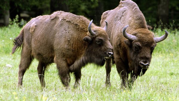 Poland's Bialowieza primeval forest takes eco-tourists back centuries Bisons are pictured in Bialowieza forest in northeastern Poland - Sputnik International
