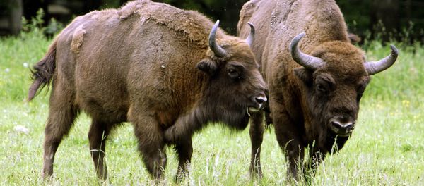 Poland's Bialowieza primeval forest takes eco-tourists back centuries Bisons are pictured in Bialowieza forest in northeastern Poland - Sputnik International