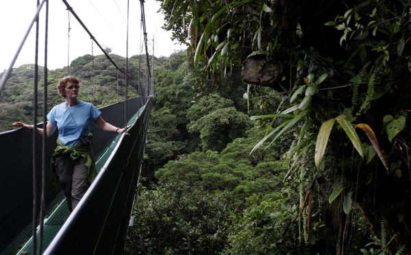 Wonders of Nature: Forests of the World - Sputnik International