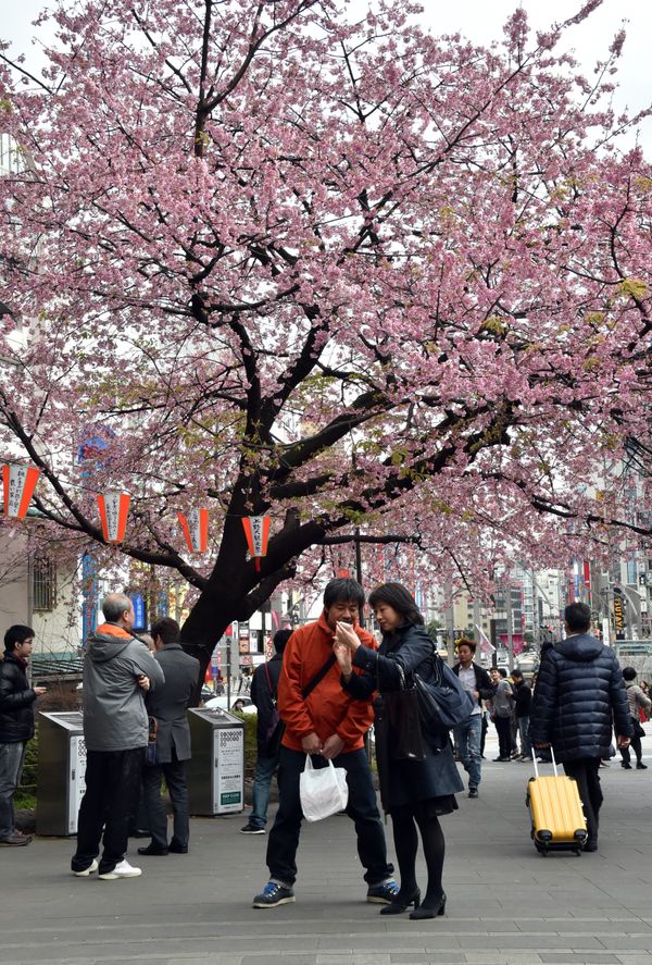 When Cherry Blossoms Bloom in Tokyo - Sputnik International