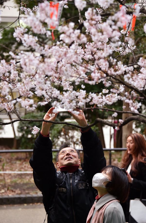 When Cherry Blossoms Bloom in Tokyo - Sputnik International