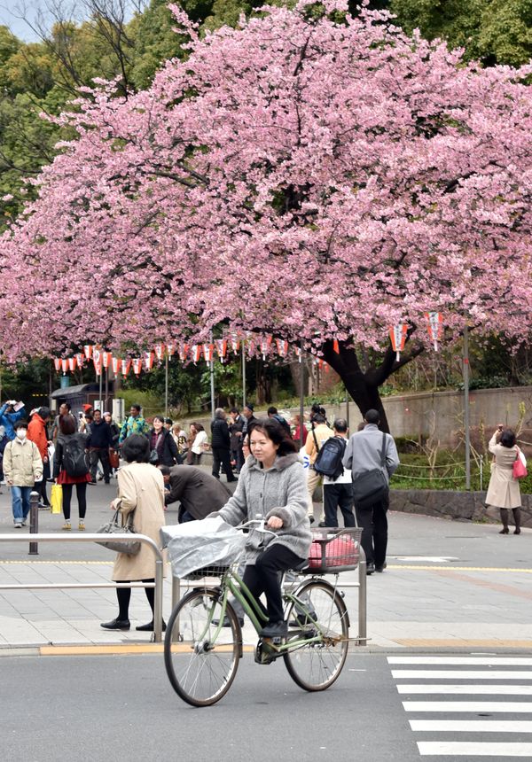 When Cherry Blossoms Bloom in Tokyo - Sputnik International
