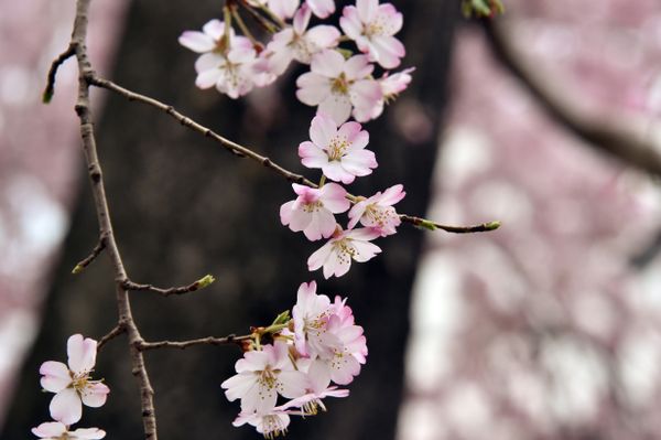 When Cherry Blossoms Bloom in Tokyo - Sputnik International