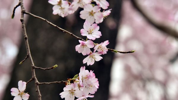 Cherry blossom tree flowers are seen at a park in Tokyo on March 23, 2015. - Sputnik International