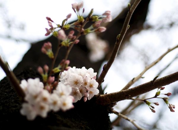 When Cherry Blossoms Bloom in Tokyo - Sputnik International