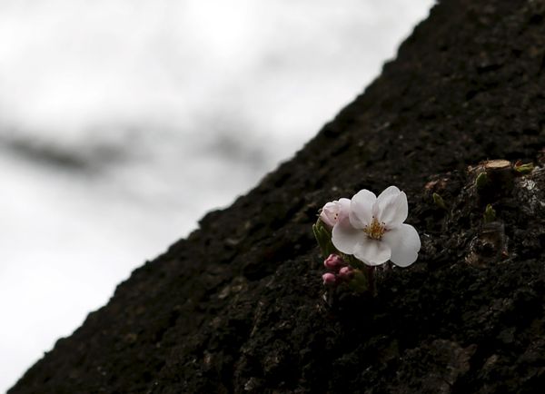 When Cherry Blossoms Bloom in Tokyo - Sputnik International