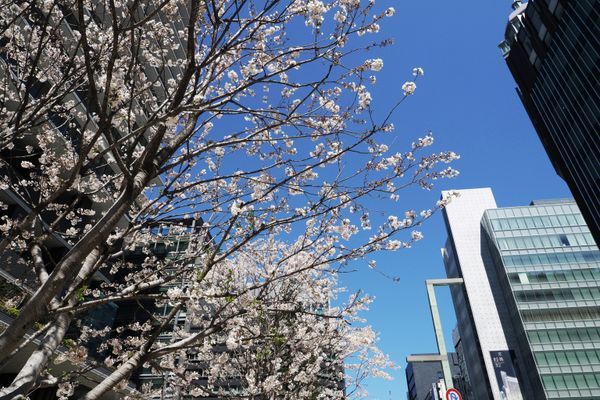 When Cherry Blossoms Bloom in Tokyo - Sputnik International