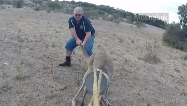 Giant kangaroo - head stuck in watering can! - Sputnik International