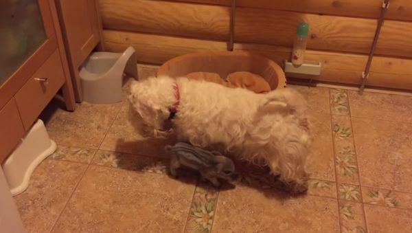 Pig and dog - Sputnik International