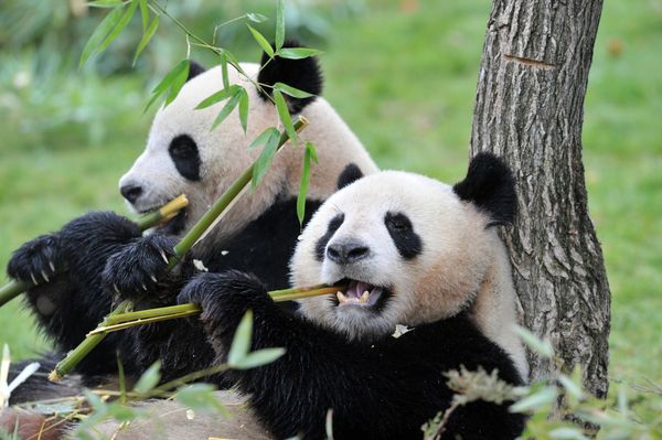 The female Huan-Huan (R) and male Yuan-Zi pandas, two giant pandas recently arrived from China, are pictured on February 18, 2012 The female Huan-Huan (R) and male Yuan-Zi pandas, two giant pandas recently arrived from China, are pictured on February 18, 2012 - Sputnik International