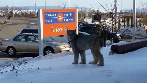 Lynx encounter in Ontario - Sputnik International