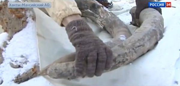 Oil workers in the Khanty-Mansi Autonomous Region have found the remains of a female woolly mammoth. - Sputnik International