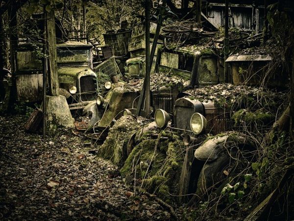 Forest Punk: Rusting Glory of Vintage Cars - Sputnik International