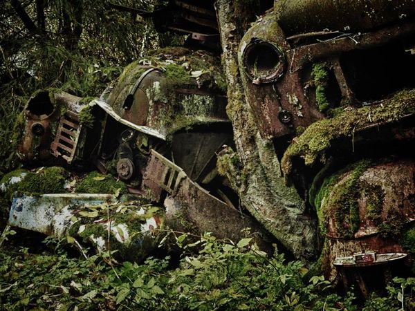 Forest Punk: Rusting Glory of Vintage Cars - Sputnik International