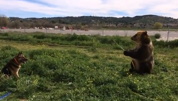 Spanish Garden Party: Bear Sprinkles Dog With Water Hose - Sputnik International