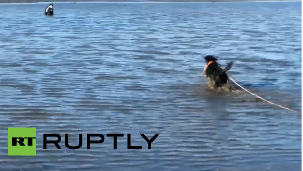 Offering a Helping Paw: Dog Saves Hunter From Waist-Deep Mud - Sputnik International