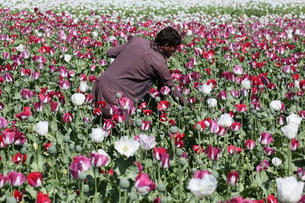 An Afghan farmer works on a poppy field collecting the green bulbs swollen with raw opium, the main ingredient in heroin. An Afghan farmer works on a poppy field collecting the green bulbs swollen with raw opium, the main ingredient in heroin. - Sputnik International