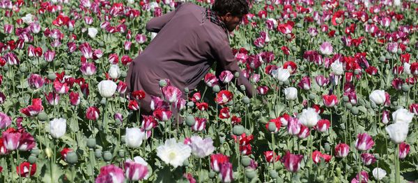 An Afghan farmer works on a poppy field collecting the green bulbs swollen with raw opium, the main ingredient in heroin. - Sputnik International