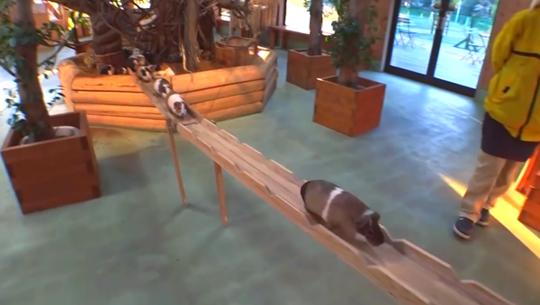 Guinea Pig Bridge, the Peak of Technology - Sputnik International