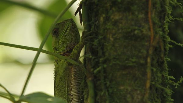 Woodlizard - Sputnik International