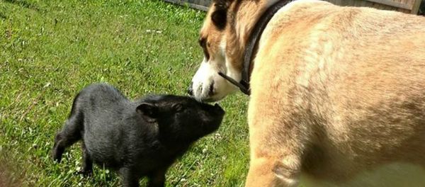 Cop Shoots, Kills Family’s Pet Miniature Pig Claiming He ‘Felt Threatened’ Cop Shoots, Kills Family’s Pet Miniature Pig Claiming He ‘Felt Threatened’ - Sputnik International