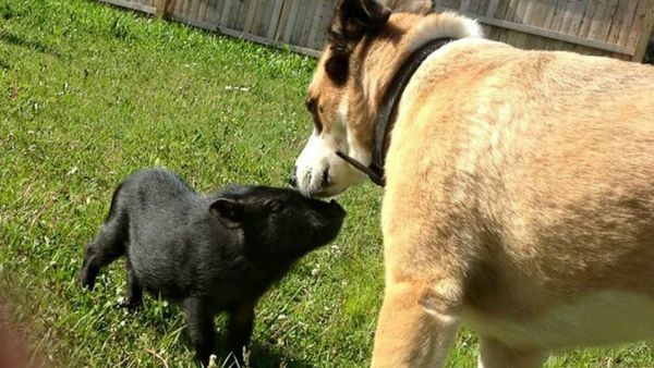 Cop Shoots, Kills Family’s Pet Miniature Pig Claiming He ‘Felt Threatened’ - Sputnik International