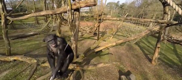 Drone Captured and Investigated By Chimps at Zoo - Sputnik International
