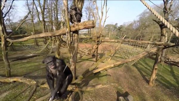Drone Captured and Investigated By Chimps at Zoo - Sputnik International