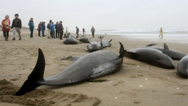 Local residents try to save melon-headed dolphins stranded on the coast in Hokota, northeast of Tokyo, in this photo taken by Kyodo Local residents try to save melon-headed dolphins stranded on the coast in Hokota, northeast of Tokyo, in this photo taken by Kyodo - Sputnik International