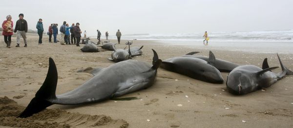 Local residents try to save melon-headed dolphins stranded on the coast in Hokota, northeast of Tokyo, in this photo taken by Kyodo - Sputnik International