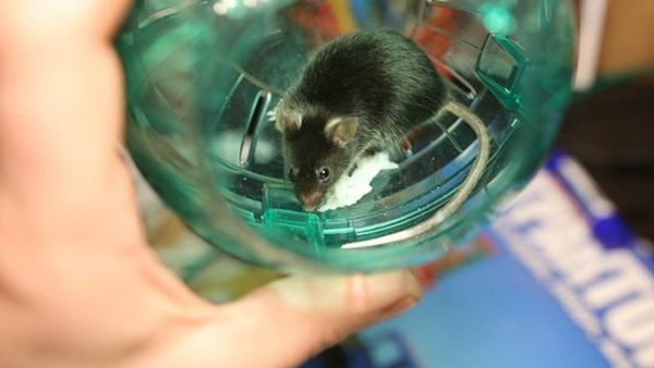 A mouse named Shum became the latest furry creature to take off from the Earth - Sputnik International
