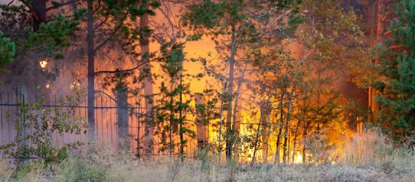 wildfire - Sputnik International