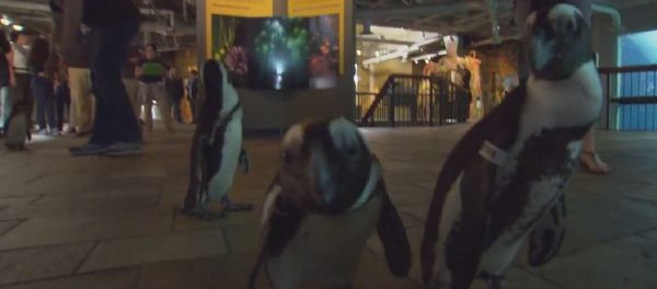 It's a Penguin Parade! - Sputnik International