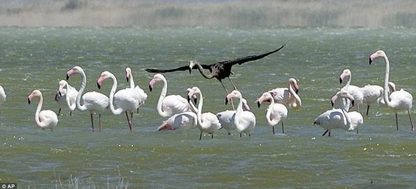 Scientists photograph what may be the only black flamingo in the world Scientists photograph what may be the only black flamingo in the world - Sputnik International