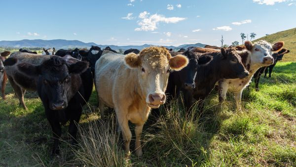 US Man likely Contracted Fatal Brain Disease From Eating UK Beef - Sputnik International