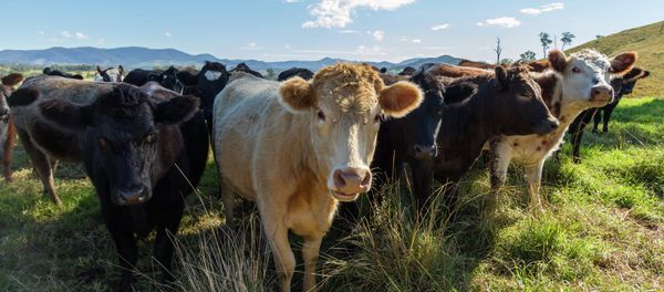 US Man likely Contracted Fatal Brain Disease From Eating UK Beef - Sputnik International