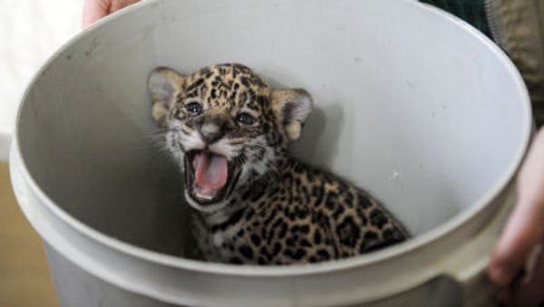A one-month-old jaguar cub A one-month-old jaguar cub - Sputnik International
