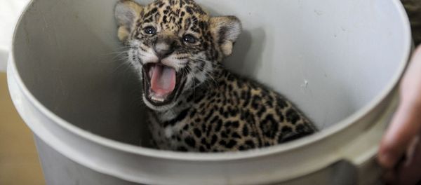 A one-month-old jaguar cub - Sputnik International